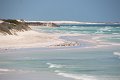 Lancelin Wedge Island (32)